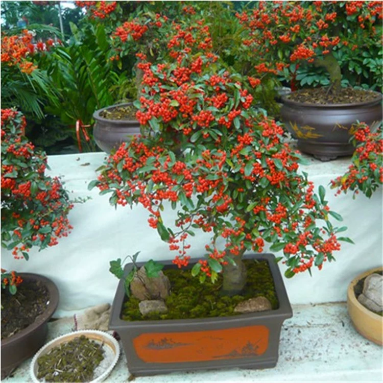 Облепиха бонсай пень бонсай зеленое растение цветок фруктовое растение балкон гостиная двор фрукты висят в году