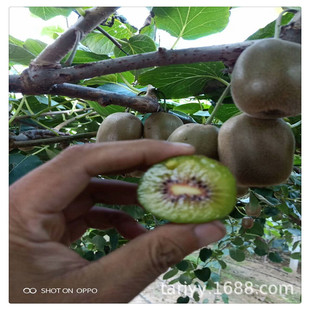 �Ĵ��nϪ�t�� �J����  ���l���� ����޽��� �����Xһ�w ͥԺ����