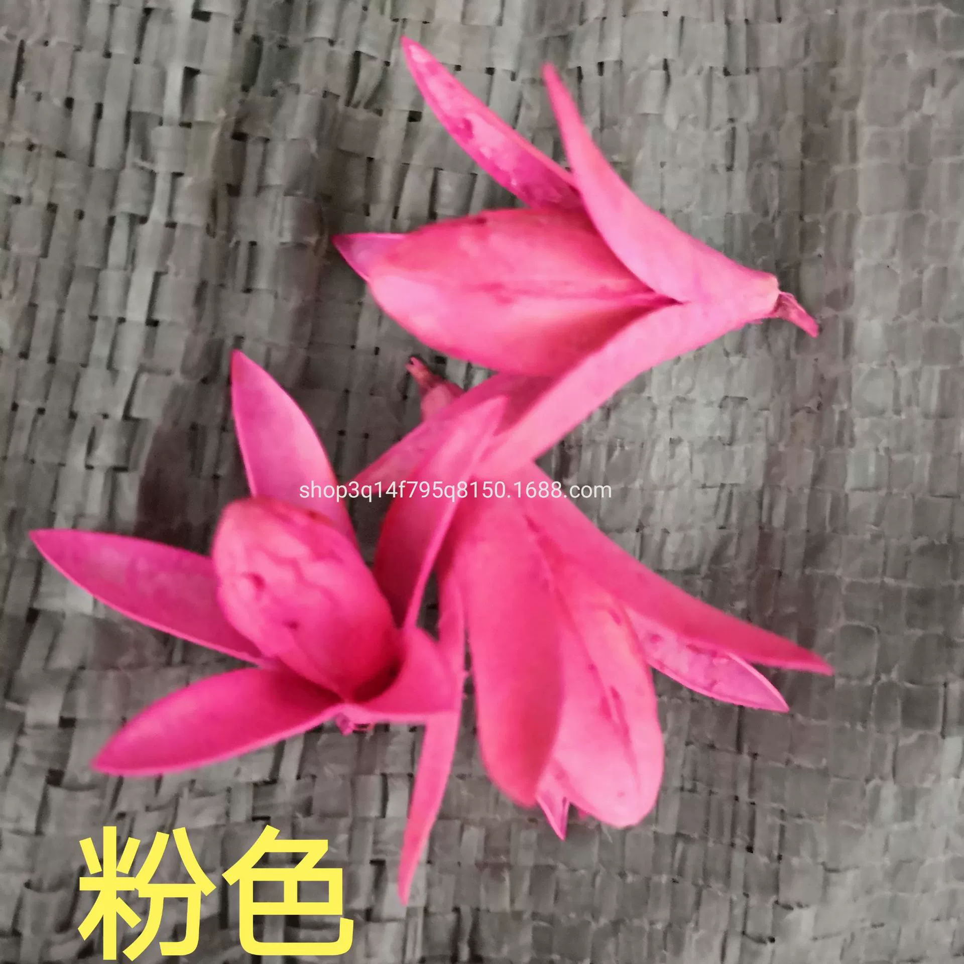 [Magnolia] Manufacturer supply naturally toon fruit shell Magnolia dried magnolia flower DIY handmade flower combination flower material