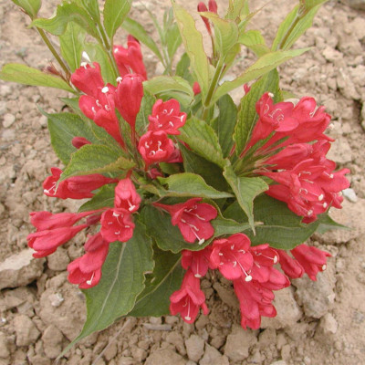 供应绿篱苗木红王子锦带周至营养钵苗基地批发红王子锦带价|ms