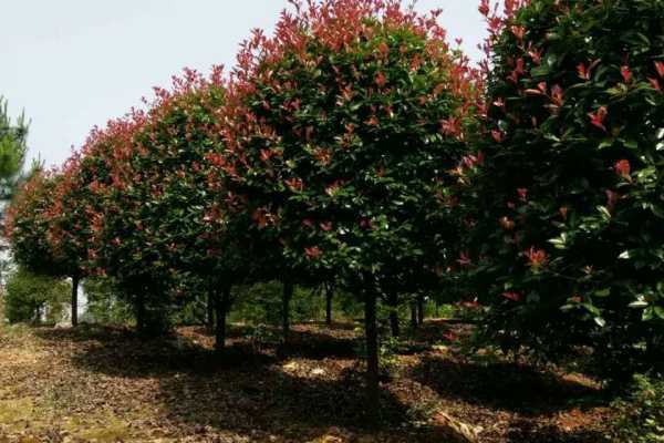 mmexport1531055553841