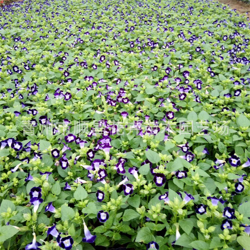 夏堇 夏堇价格 最新夏堇批发报价 种苗花卉网 夏堇 夏堇价格 最新夏堇批发报价 种苗花卉网