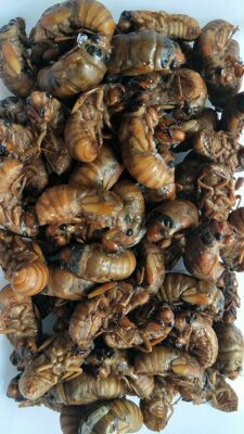 Wholesale Supply 2019 new goods Freezing Cicada Cicada Catty 100 Around)Supplying