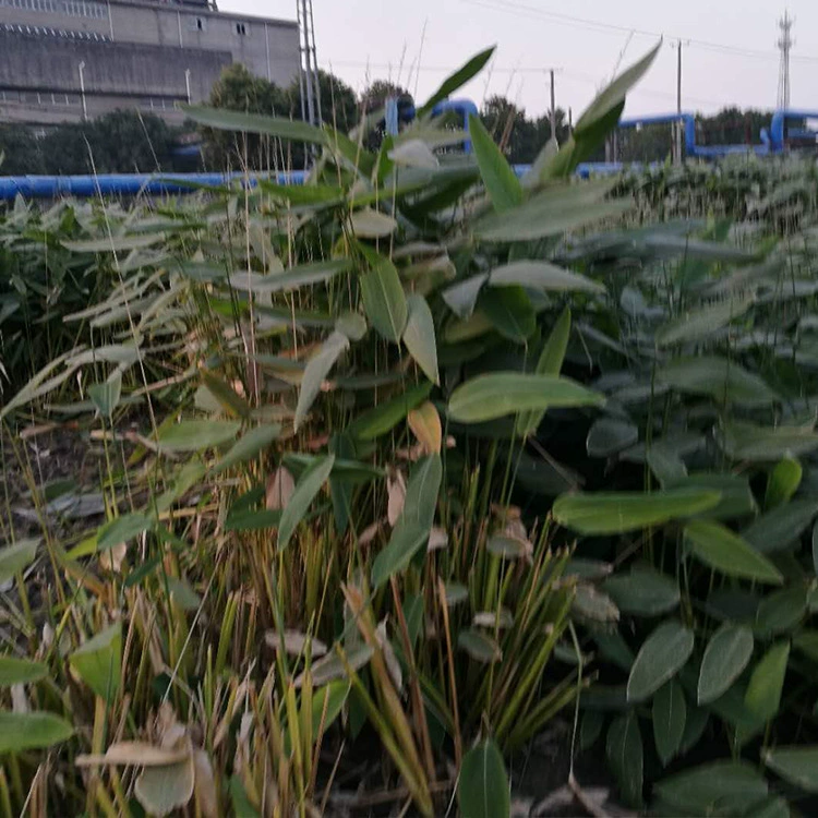 Инженерия рассады Озеленение сада водные растения re-Force цветы оптом водные растения re-Force поставка цветов