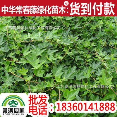 Supply Ivy Alias Ivy Ivy Ivy The Chinese people Ivy Lianas