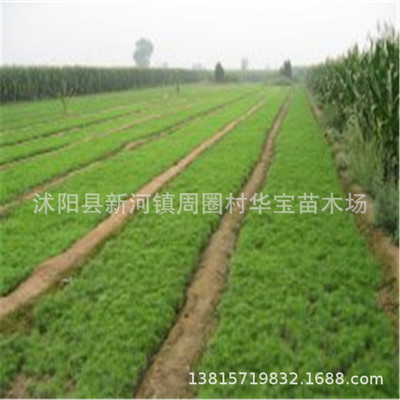 华宝苗木场直销优质推荐迎客松盆景造型松大量供 量大从优|ru