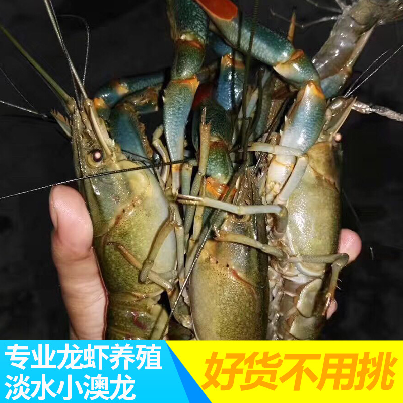 优质供应 鲜活 澳洲淡水小龙虾 淡水小澳龙1-4两批发包邮|ms