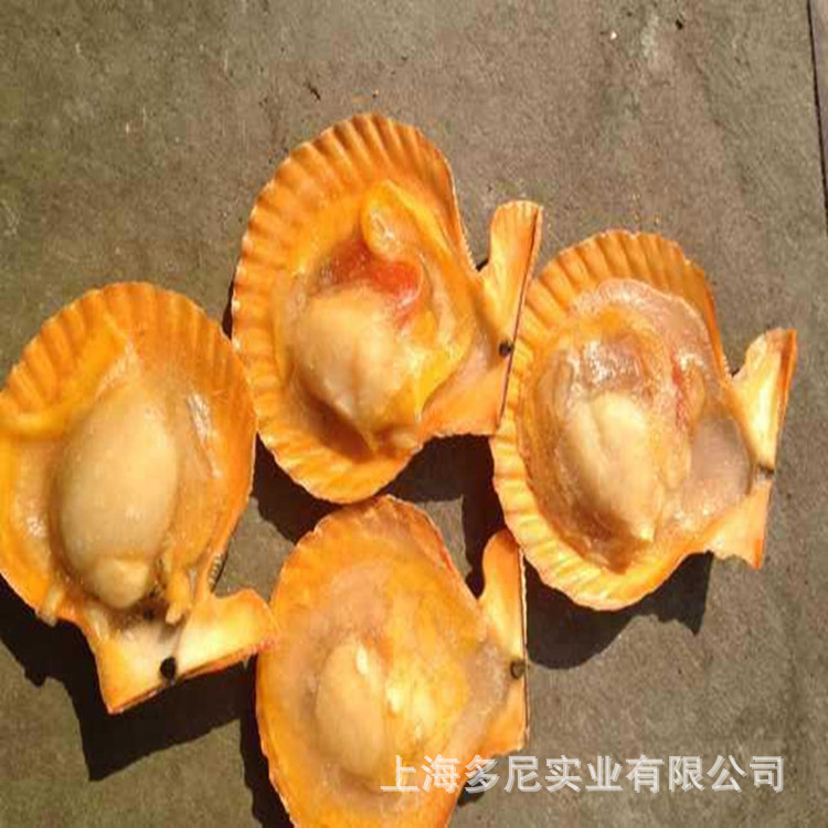 黄金贝 半壳黄金贝干冰黄金贝  毛重带箱子10KG 江浙沪晥包邮|ms