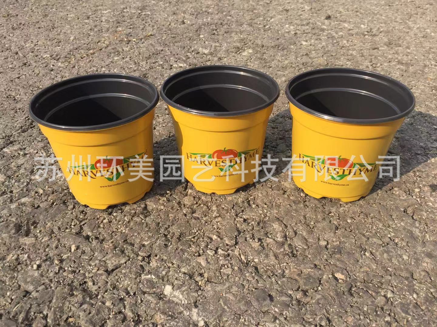 SP100黄色西红柿