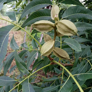 ̩��������س���1-3������ɽ���Ҙ��� ���b�̸�����