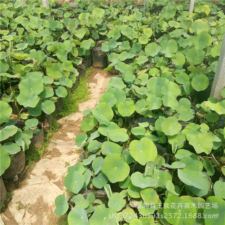 水生植物批发