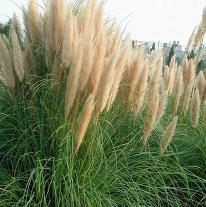 出售 花叶蒲苇 矮蒲苇 水生植物湿地公园绿化-阿里巴巴