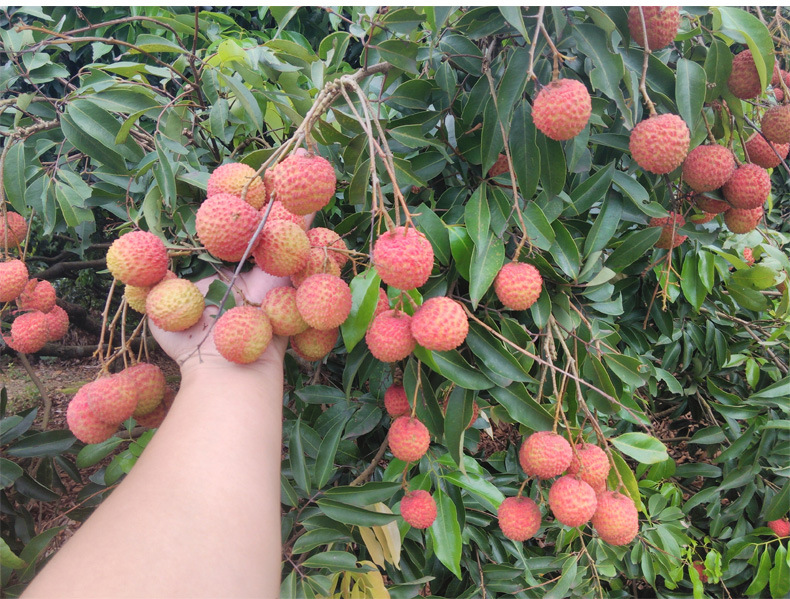 桂味荔枝 广东高州特产应季水果新鲜 现摘5斤包邮|ms