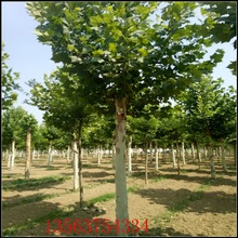 山東法桐種植基地常年供應規格法桐小苗-8-45公分發冒法桐