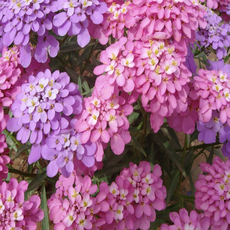 Улей цветок семена пряжки цветок жемчужный шар зеленый сорт проекта может быть наложенным при доставке