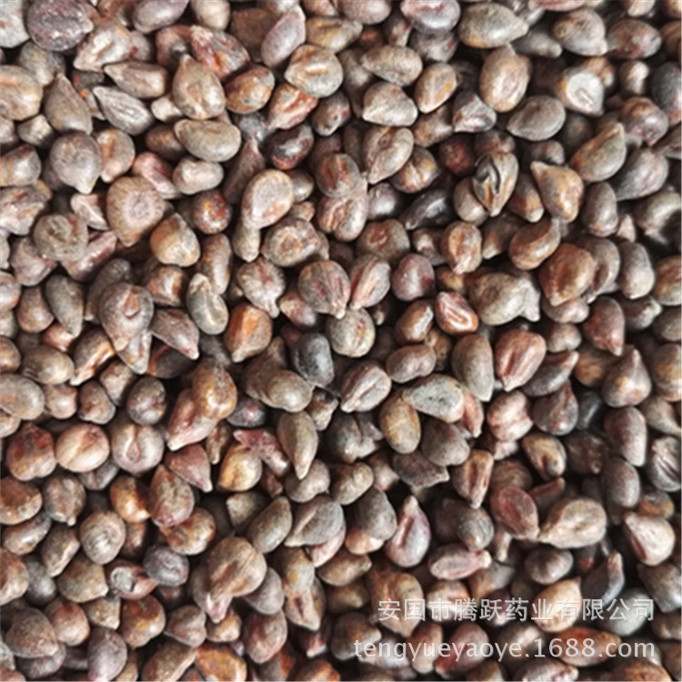 Dried Grape Seeds Pu Tao Zi Whole Seeds Raw Herb from Xinjiang for Decoction and Culinary Use quality and texture