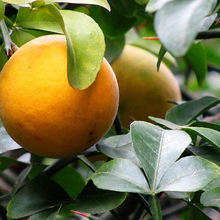 Juju Juju cây ghép cây giống hàng rào cơ sở trồng trọt với gai Citrus aurantium cây giống hoàn chỉnh thông số kỹ thuật dễ dàng để tồn tại Cây bụi Arbor