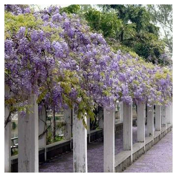 Оптовые поставки рассады вистерии, украшение двора, многолепестковая вистерия, вьющиеся цветы, вьющиеся растения