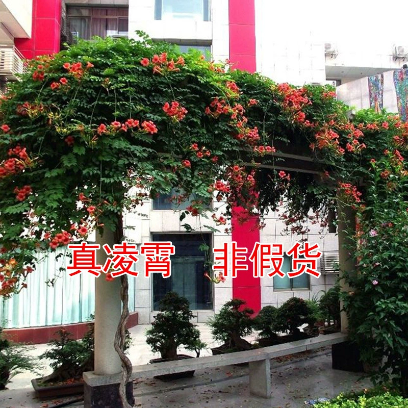 Труба Лиана Рассада Комнатные цветы в горшках Наблюдение за цветами Вьющаяся лоза Растения Двор с цветами Четыре сезона Восхождение Балкон Фейерверк Цветы