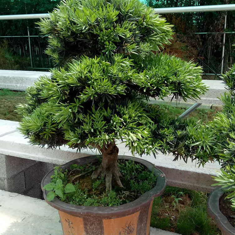 四季常青的高大树木,四季常青的树,四季常青的树有哪些_大山谷图库