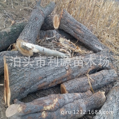 Perennial Of large number goods in stock supply diameter 25-50 Cm long 80-200 Centimeter jujube woodiness texture clear