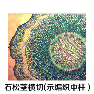 生物实验切片 厂家现货批发石松茎横切(示编织中柱)-阿里巴巴