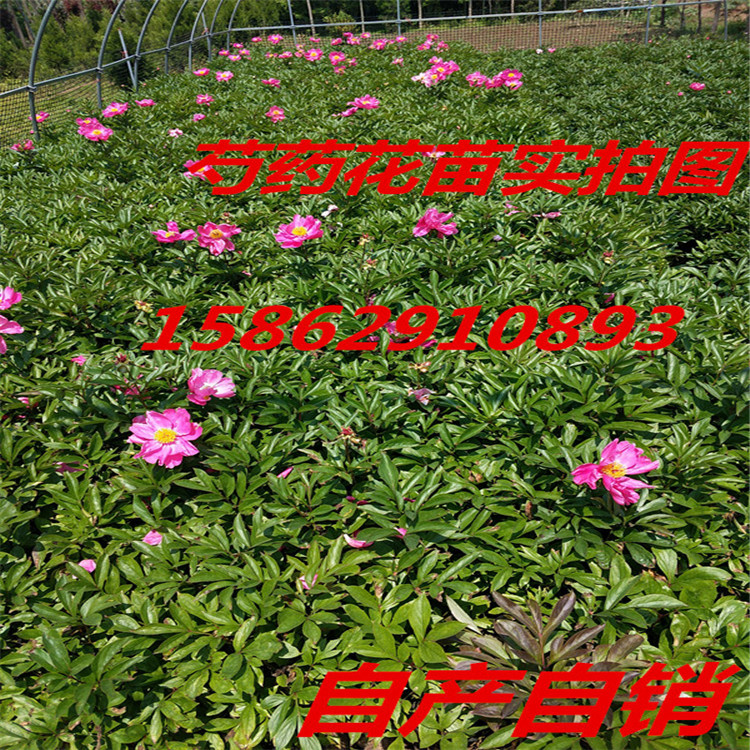 宿根花卉芍药花苗大花重瓣芍药花盆栽多年生当年开花包成活 阿里巴巴