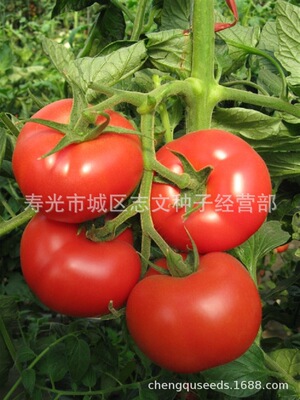 100粒包邮蔬菜种子批发大红番茄 西红柿种|ms