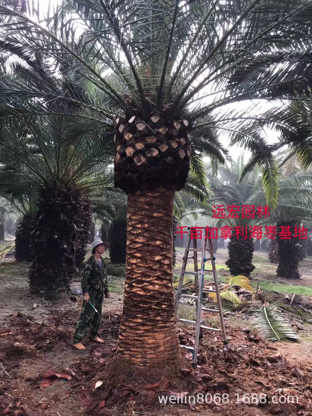 精品加拿利海枣