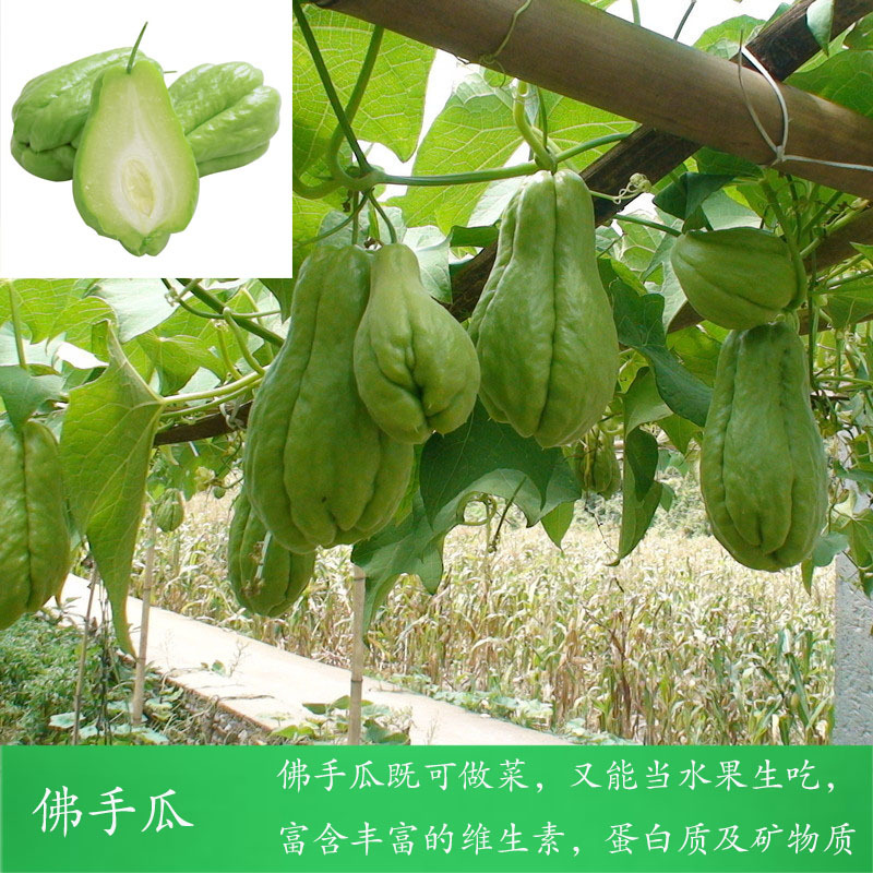 杨瓜,春瓜,瓜尖(第2页)_大山谷图库