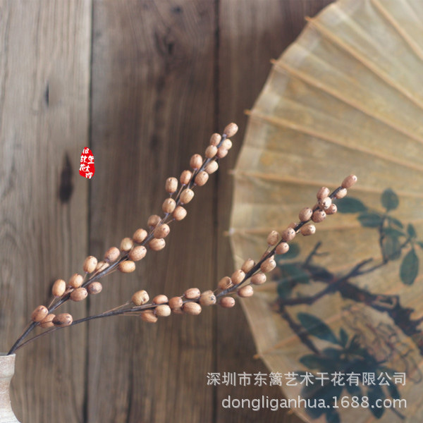 Bodhi Fruiting Botany manual environmental protection Home Furnishing club a decoration Art Dried flowers Dry Fruits Fruiting