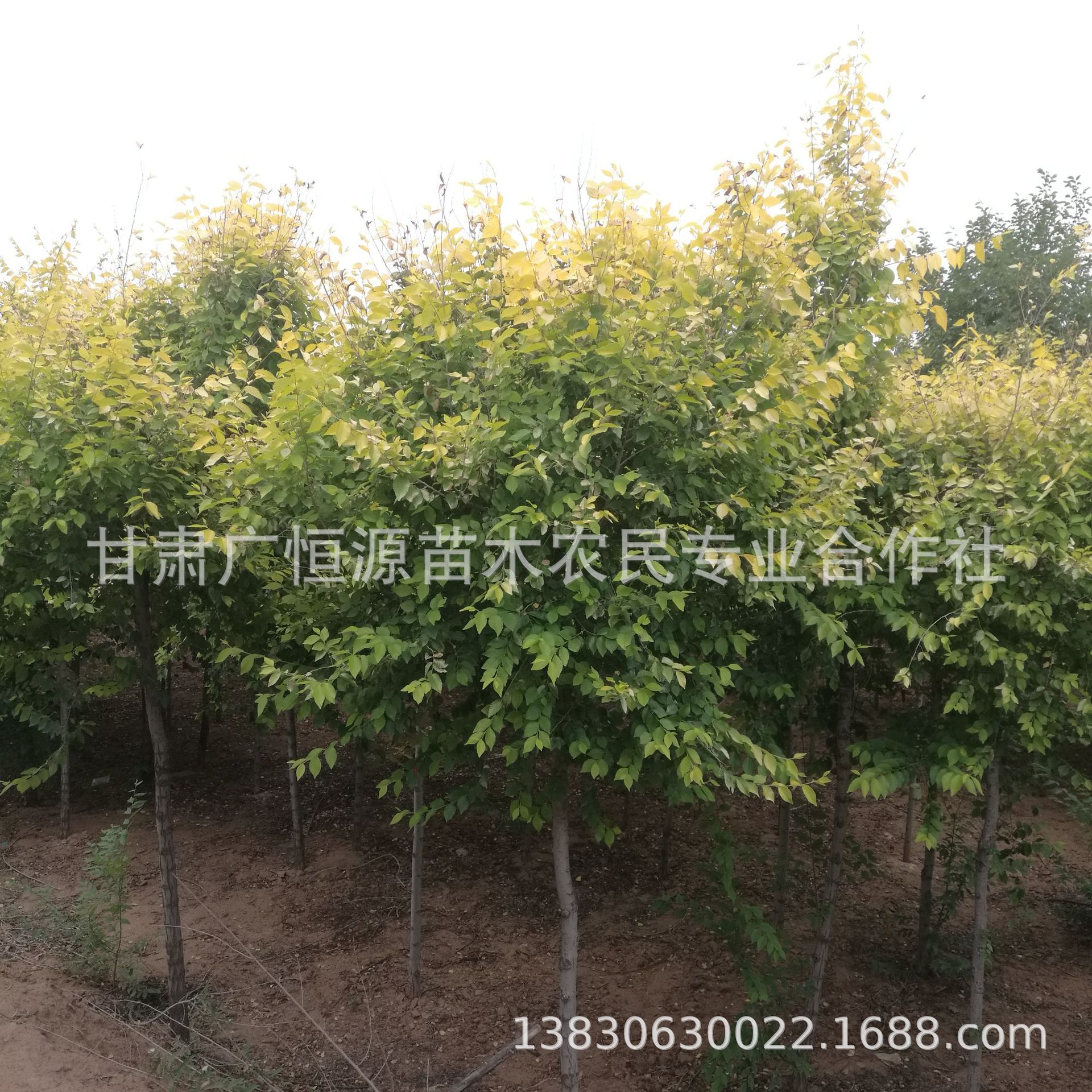 苗圃自产自销1年至8年生白榆树 甘肃白榆圆冠榆金叶榆基地-阿里巴巴