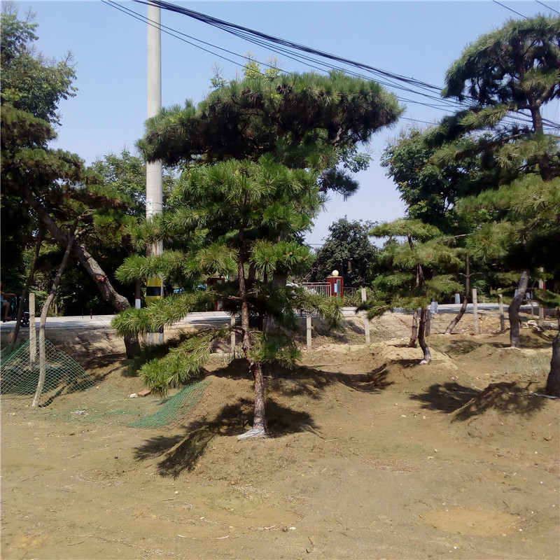 山东泰安造型黑松 造型油松 泰山景松 造型景松 平顶松基地价格