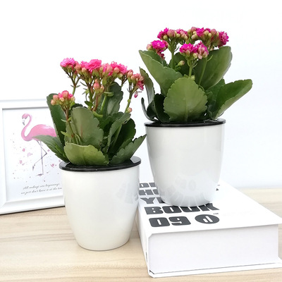 长寿花小号圣诞伽蓝菜多色大花带花苞发货自吸水懒人水培植物盆栽|ru