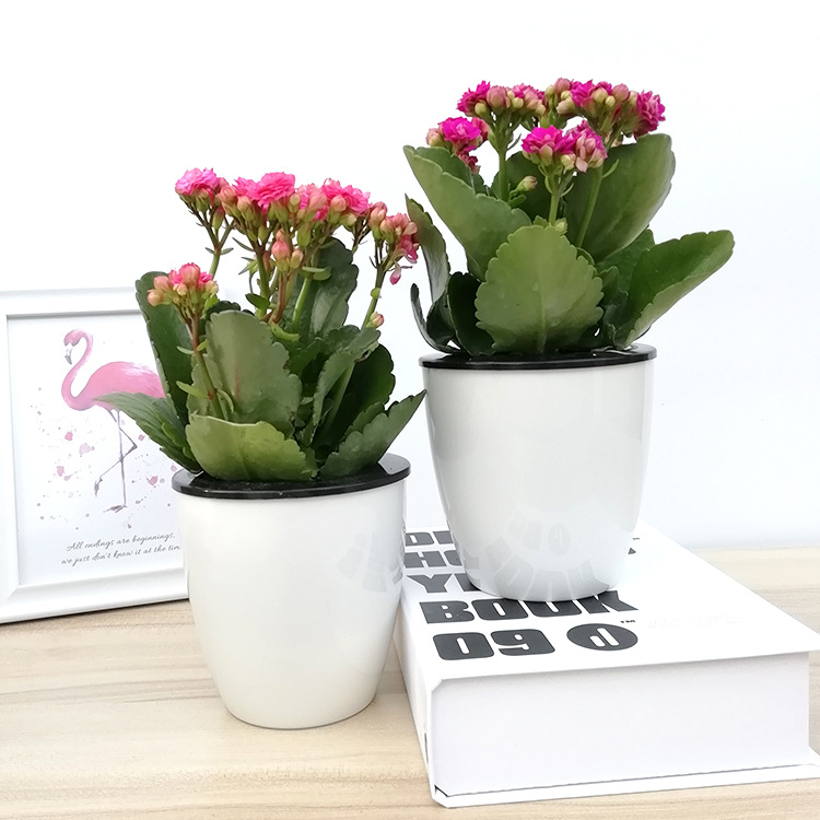 长寿花小号圣诞伽蓝菜多色大花带花苞发货自吸水懒人水培植物盆栽|ru