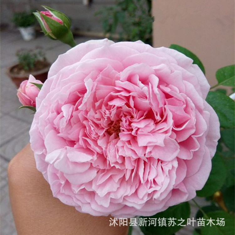 自由精神月季花苗批發藤爬植物地栽盆栽花卉歐月藤本月季自由精神