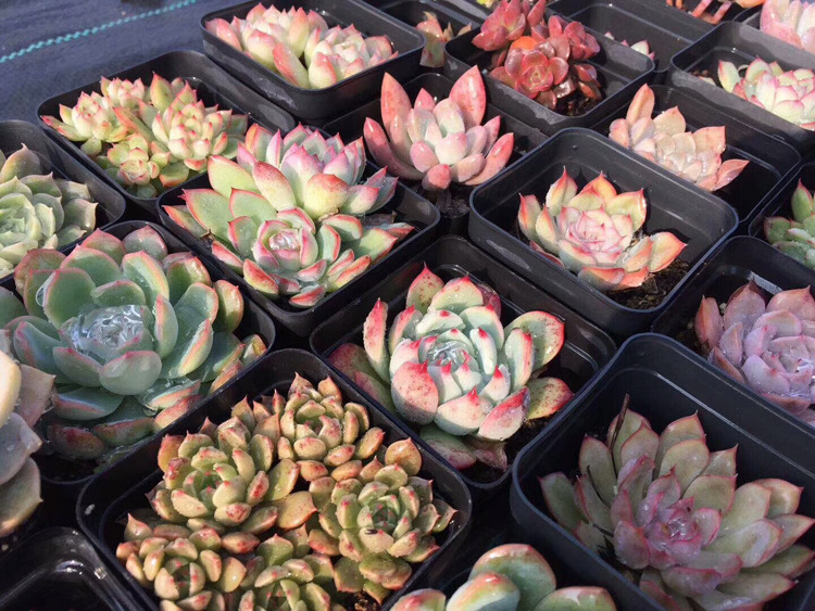 微信图片_20180115170649