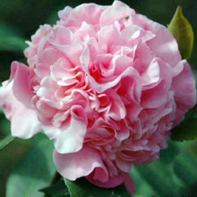 ������ֱ�����҃Ⱦ�Ʒ�����^��ͥԺ���� �������� 140ǧ����軨