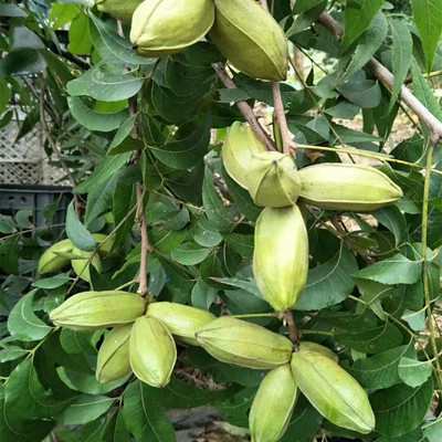 泰安果树苗基地出售1-3年美国核桃树 美国山核桃树苗 碧根果苗