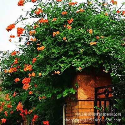 wholesale Campsis Sapling courtyard Climbing Botany Peak seedlings Roof Climbing Wall balcony Potted plant flowers and plants