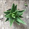 [Base direct approval] No night city aloe vera bags indoor and outdoor succulent plants small potted green plant green plant resistance