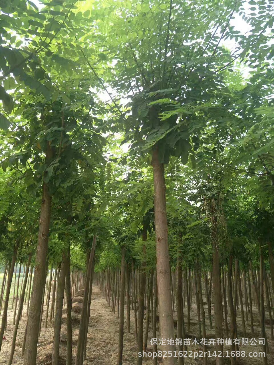 刺槐冠幅,榆树冠幅,杜仲冠幅_大山谷图库