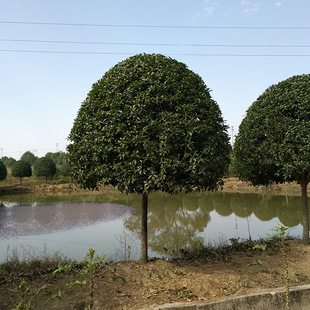 ��ľ���� �@�־G������ �^�pֲ������ �L��������