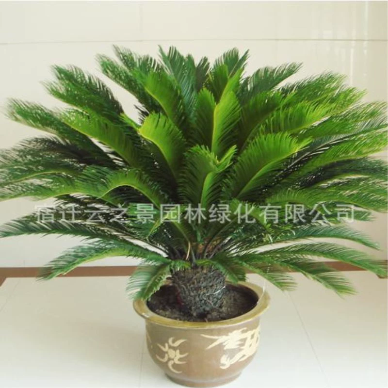 Оптовые поставки растений цикады в горшках, цикада шипастая, вечнозеленые растения, зеленые растения, саженцы цикады, ландшафтный дизайн бонсай