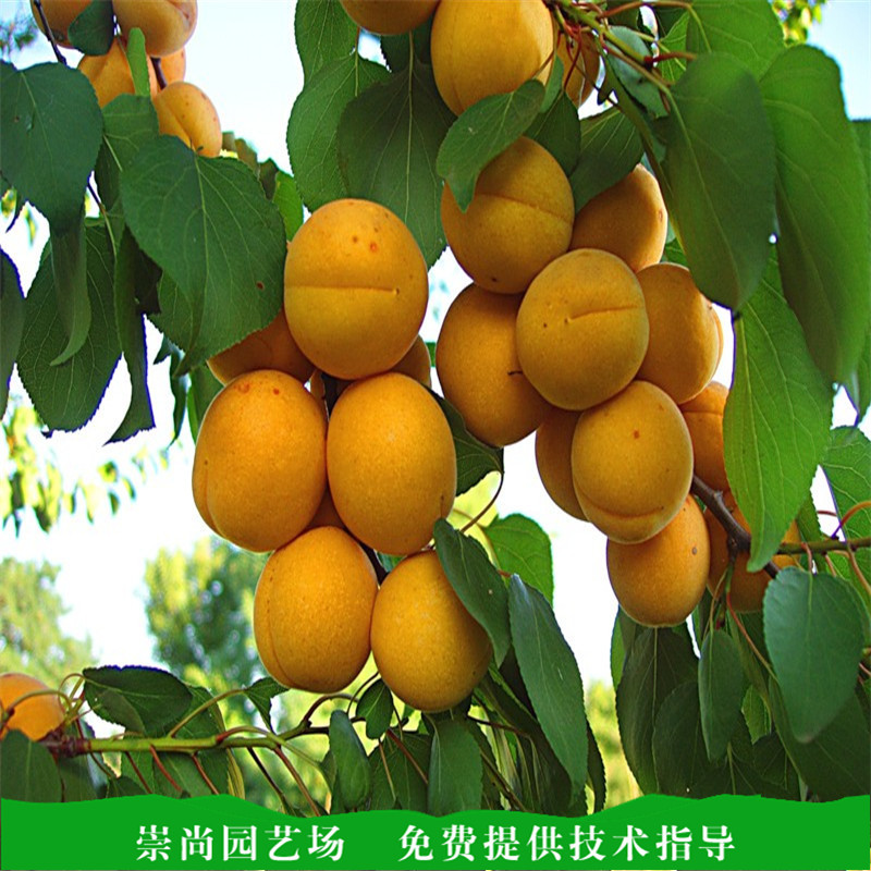杏树苗.jpg