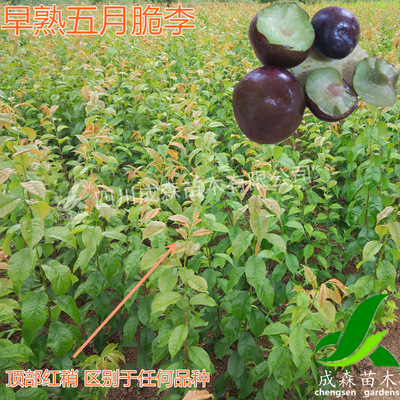 五月脆李 早熟李子苗 嫁接五月脆李树苗 四川成森苗木有限公司|ru