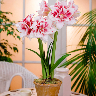 批发彩色重瓣朱顶红种球 对子莲种球 朱顶红花苗带芽阳台盆栽花卉