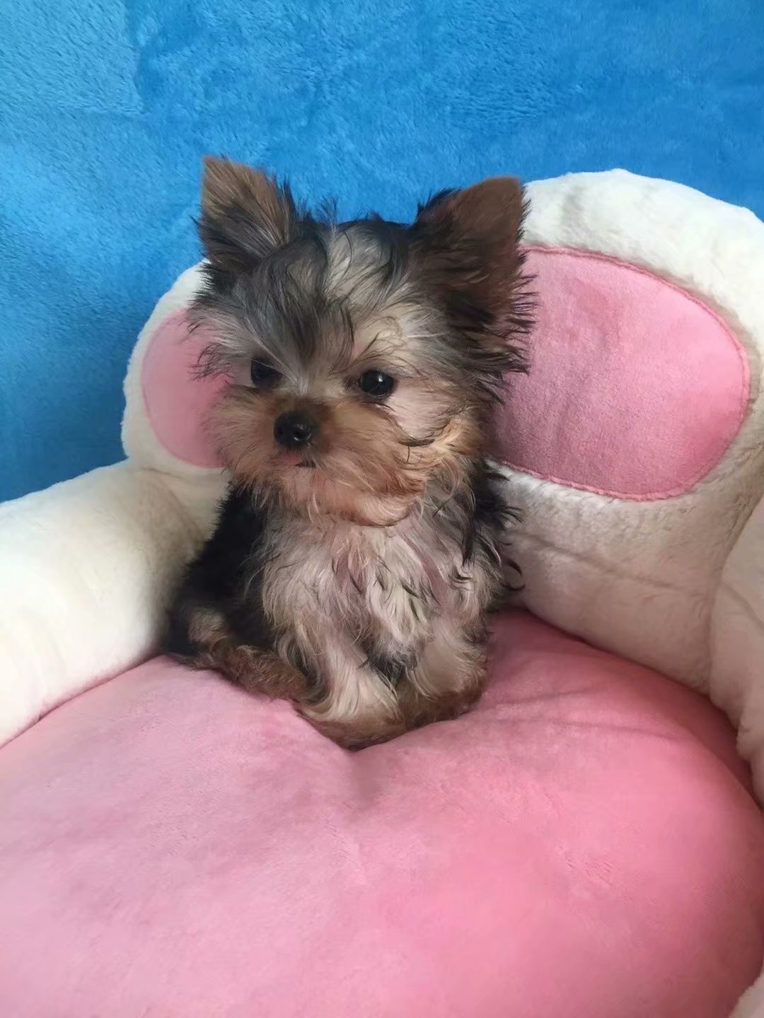 直销约克夏宝宝小体茶体，玩具体宠物活体狗狗 狗狗宝宝一只代发|ms