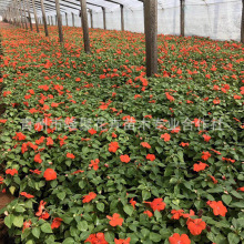 基地批发青州凤仙花苗盆栽种子 宿根草花花卉工程园林   非洲凤仙