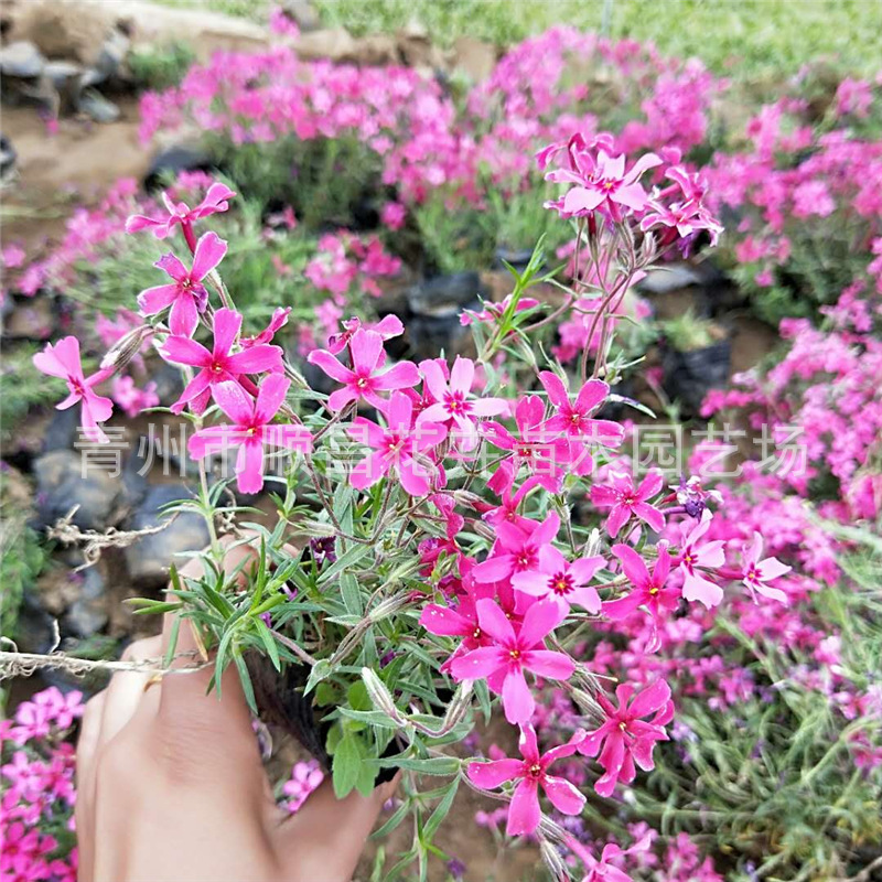 景观绿化苗木地被批发福禄考各种草花 青州苗圃基地批发